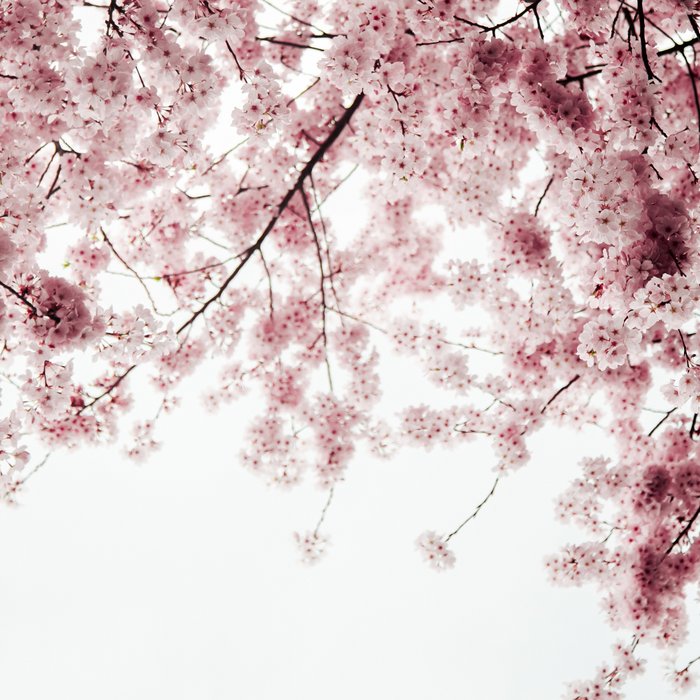 Cherry Blossoms Coffee Mug Gallery Image 2