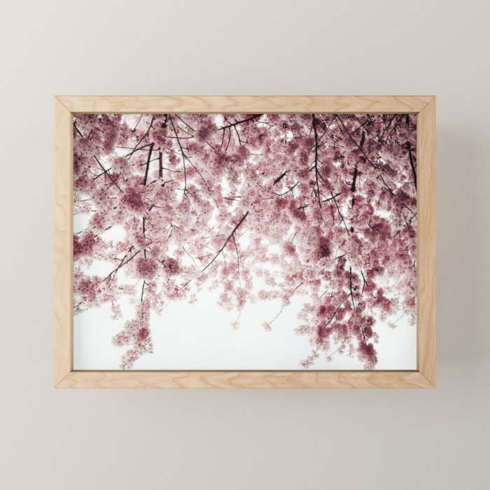 Cherry Blossoms Mini Art Print Gallery Image 1