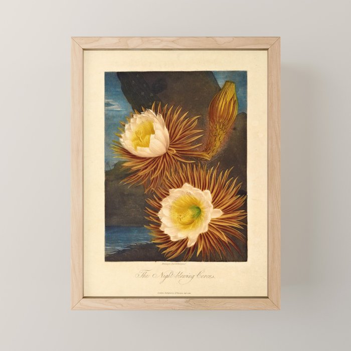 Night-Blooming Cereus from "The Temple of Flora," 1812 (benefitting The Nature Conservancy) Mini Art Print Gallery Image 1