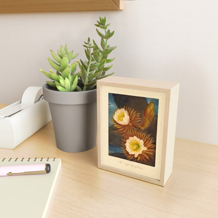 Night-Blooming Cereus from "The Temple of Flora," 1812 (benefitting The Nature Conservancy) Mini Art Print Gallery Image 2