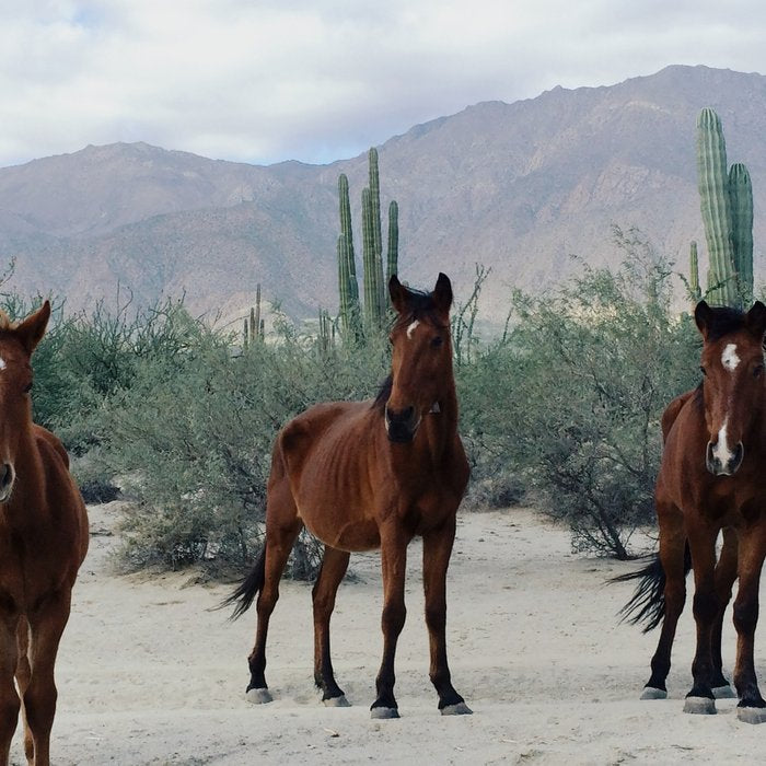 Bahía de los Ángeles Wild Horses Coffee Mug Gallery Image 2