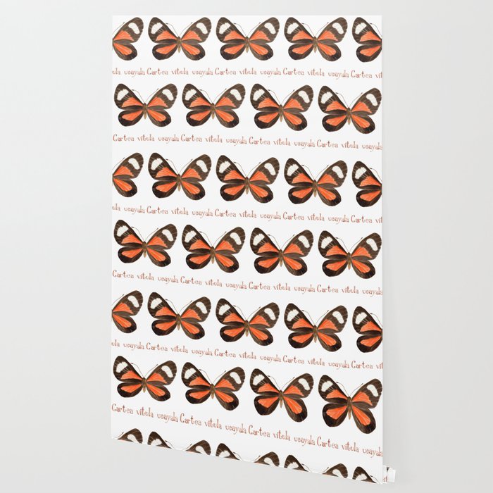 Butterfly - Cartea vitula ucayala Wallpaper Gallery Image 2