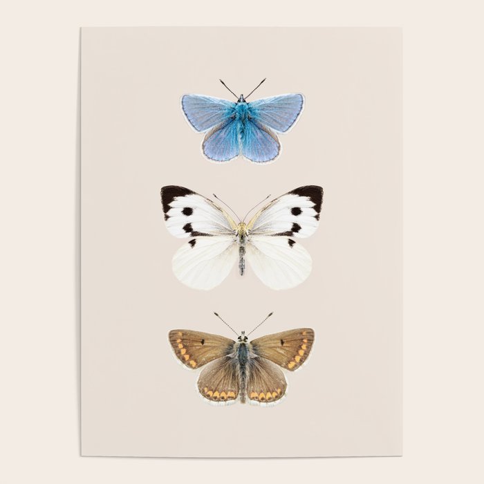 English Butterflies Poster Gallery Image 1