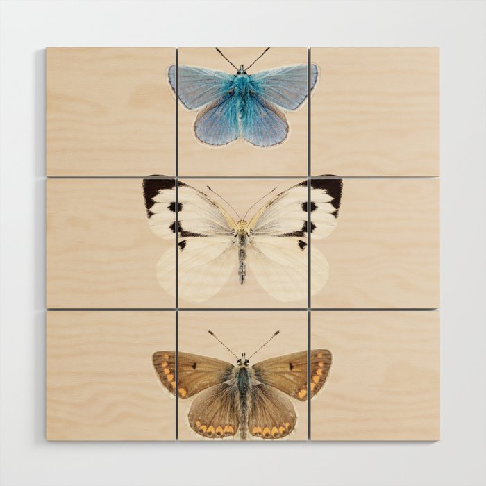 English Butterflies Wood Wall Art Gallery Image 1