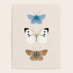 English Butterflies Poster Gallery Image 4