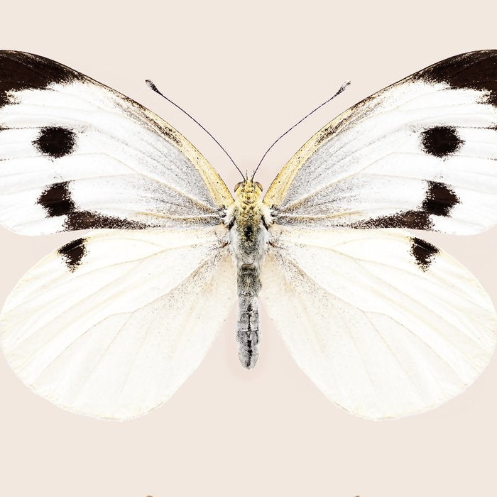 English Butterflies Coffee Mug Gallery Image 2