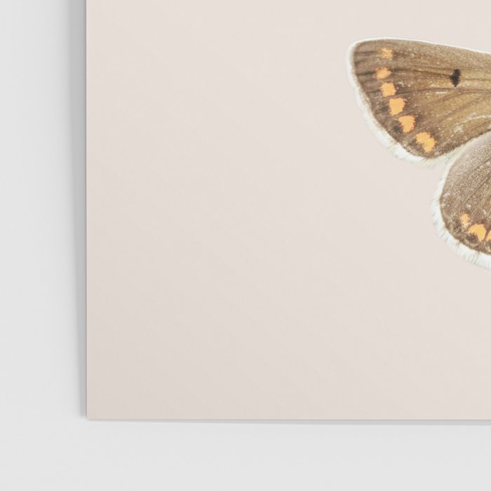 English Butterflies Poster Gallery Image 3