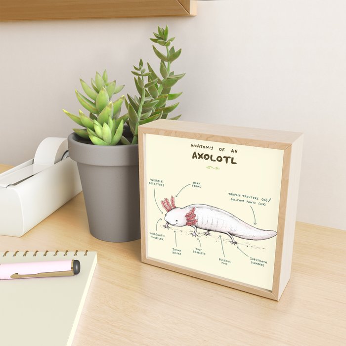 Anatomy of an Axolotl Mini Art Print Gallery Image 2