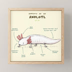 Anatomy of an Axolotl Mini Art Print Gallery Image 1