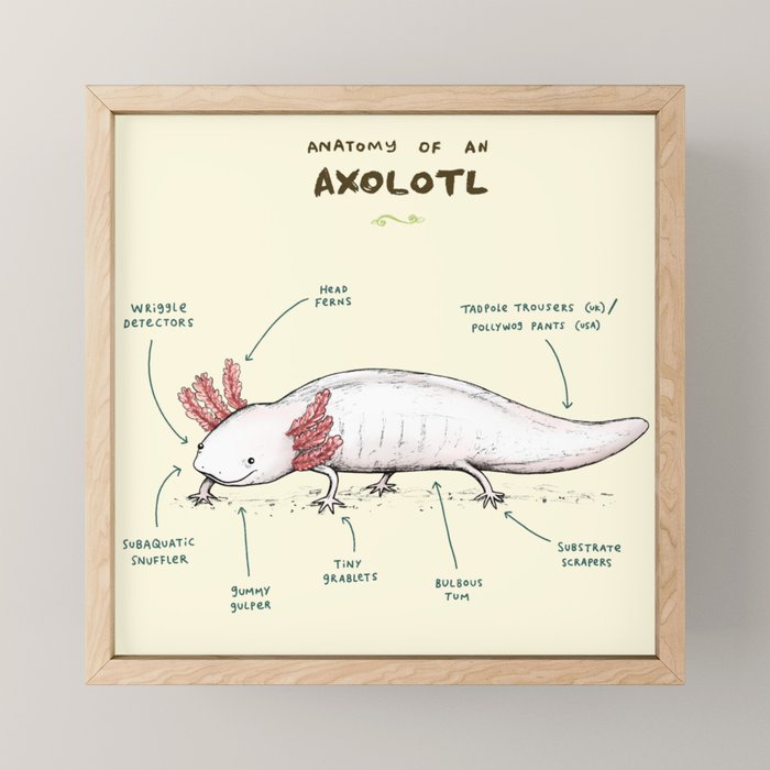 Anatomy of an Axolotl Mini Art Print Gallery Image 1