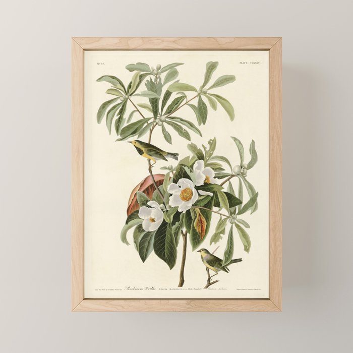Bachman's Warbler - John James Audubon Birds of America Mini Art Print Gallery Image 1