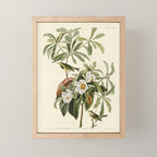 Bachman's Warbler - John James Audubon Birds of America Mini Art Print Gallery Image 1