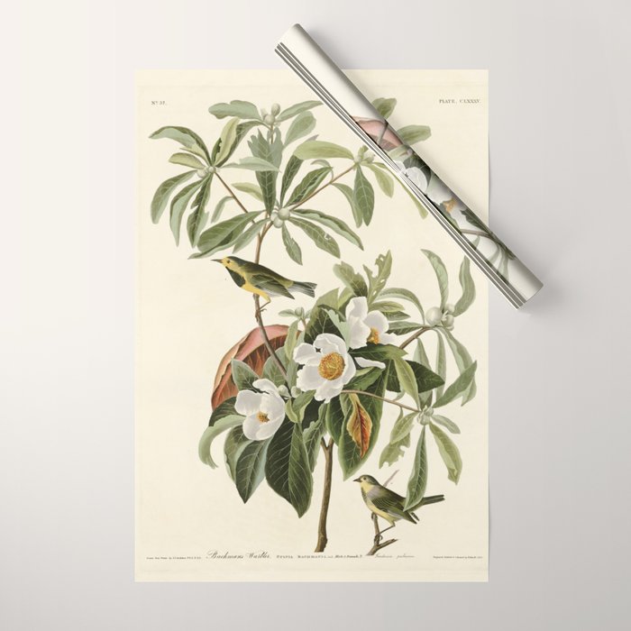 Bachman's Warbler - John James Audubon Birds of America Wrapping Paper Gallery Image 1