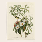 Bachman's Warbler - John James Audubon Birds of America Poster Gallery Image 4