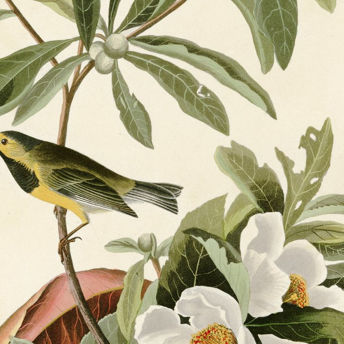 Bachman's Warbler - John James Audubon Birds of America Coffee Mug Gallery Image 2
