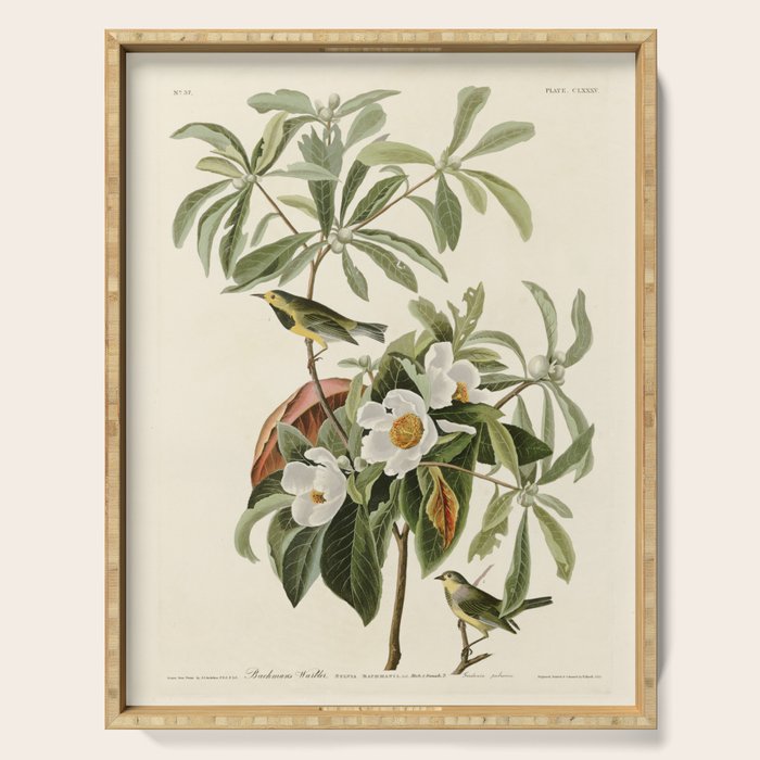 Bachman's Warbler - John James Audubon Birds of America Serving Tray Gallery Image 1