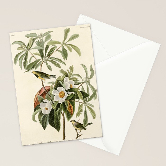 Bachman's Warbler - John James Audubon Birds of America Stationery Card Gallery Image 2