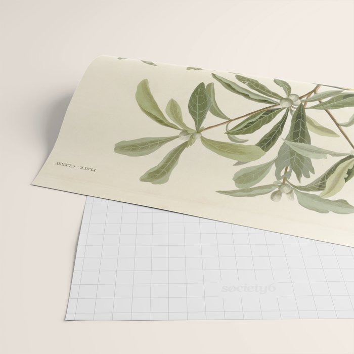 Bachman's Warbler - John James Audubon Birds of America Wrapping Paper Gallery Image 2