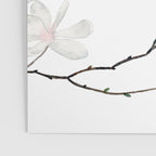 Magnolias  Poster Gallery Image 3