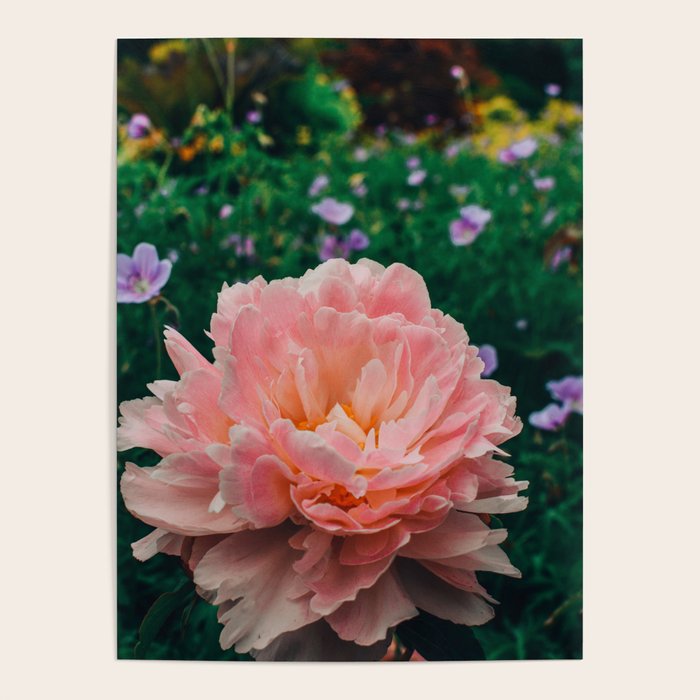 Coral Pink Peony Botanical Study Poster Gallery Image 4