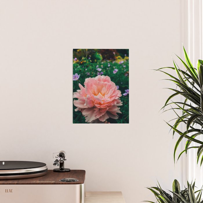Coral Pink Peony Botanical Study Poster Gallery Image 2