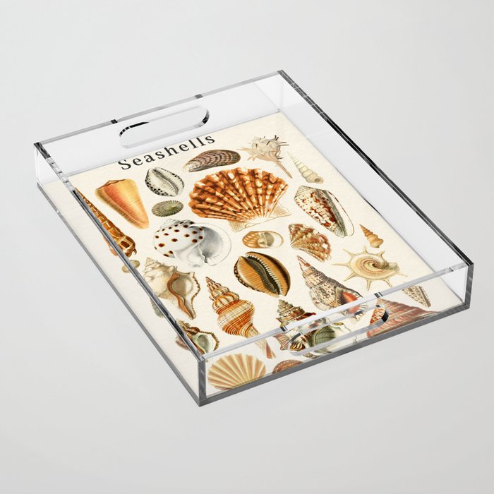 Seashells Collection Acrylic Tray Gallery Image 1