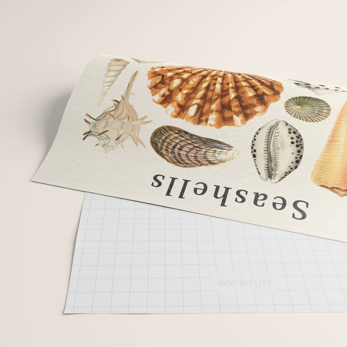 Seashells Collection Wrapping Paper Gallery Image 2