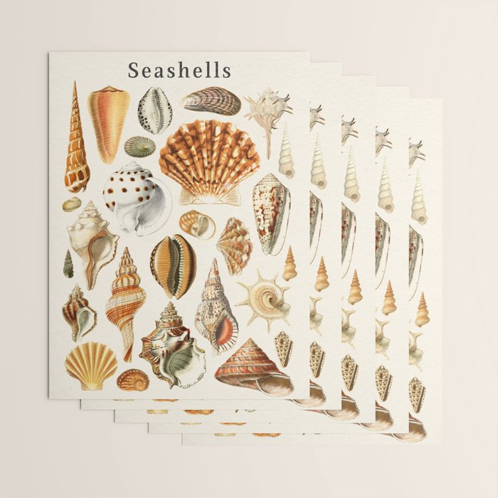 Seashells Collection Wrapping Paper Gallery Image 3
