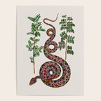 Mimosa Snake Seba Albertus Poster Gallery Image 4