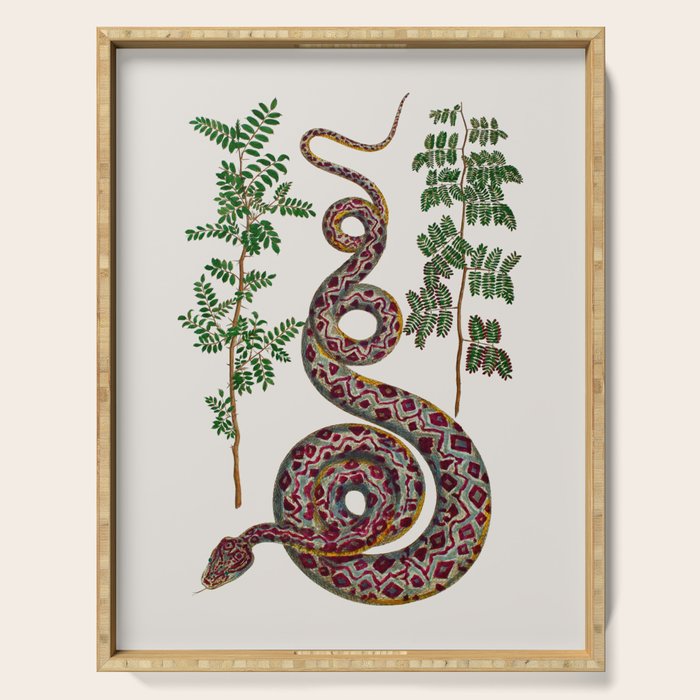 Mimosa Snake Seba Albertus Serving Tray Gallery Image 1