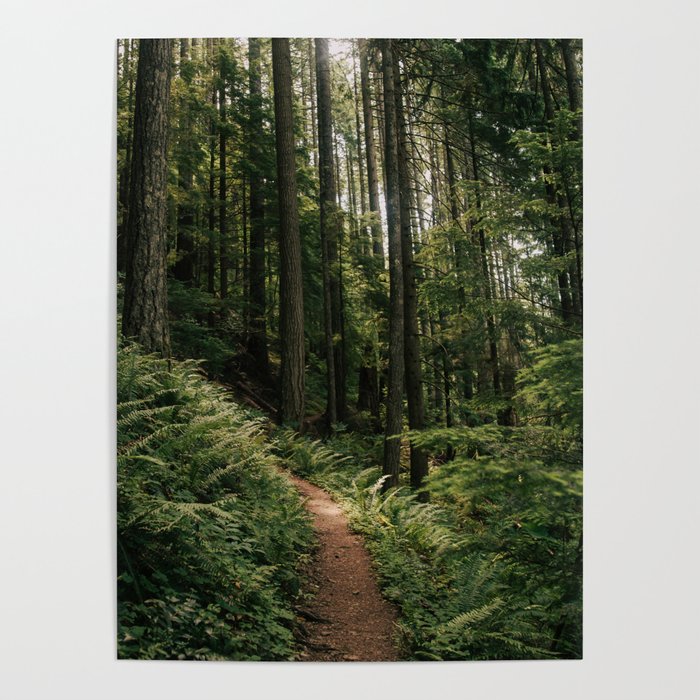 Walking through the Forest Poster Gallery Image 4