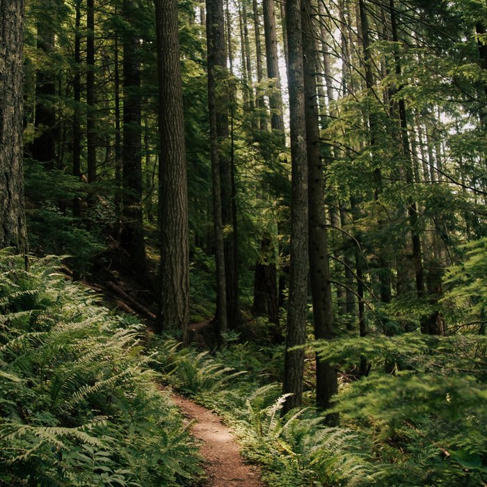 Walking through the Forest Coffee Mug Gallery Image 2