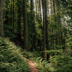 Walking through the Forest Coffee Mug Gallery Image 2