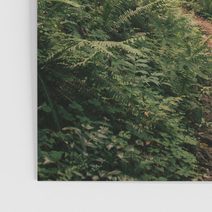 Walking through the Forest Poster Gallery Image 3