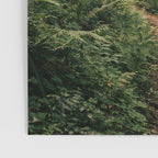 Walking through the Forest Poster Gallery Image 3