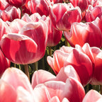 Tulip Field In Holland Floral Photo | Europe Travel Photography Red Flowers Spring Art Print Coffee Mug Gallery Image 2