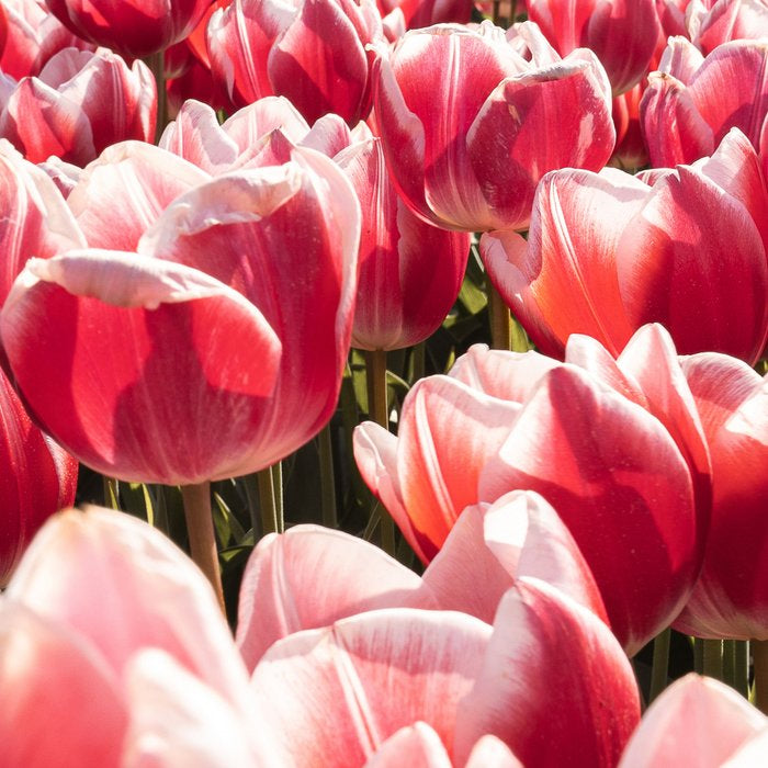 Tulip Field In Holland Floral Photo | Europe Travel Photography Red Flowers Spring Art Print Coffee Mug Gallery Image 2