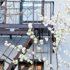 Brooklyn Spring Coffee Mug Gallery Image 2