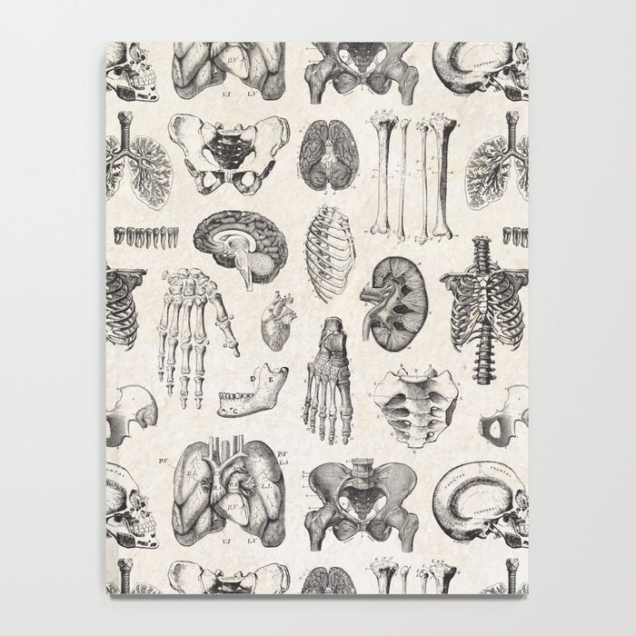 Human Anatomy Notebook Gallery Image 4