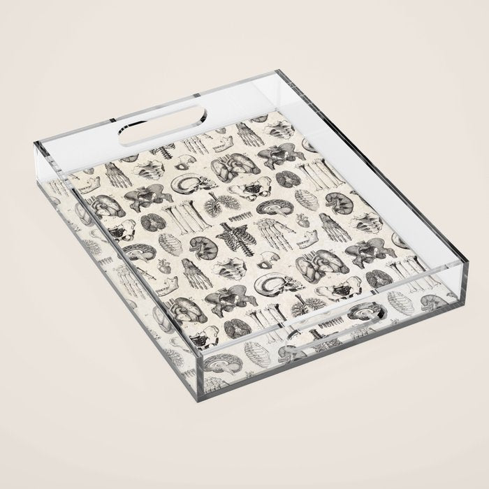Human Anatomy Acrylic Tray Gallery Image 1