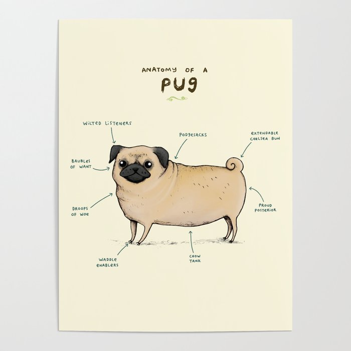 Anatomy of a Pug Poster Gallery Image 4