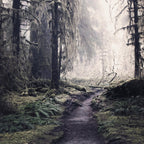 Magical Washington Rainforest Coffee Mug Gallery Image 2