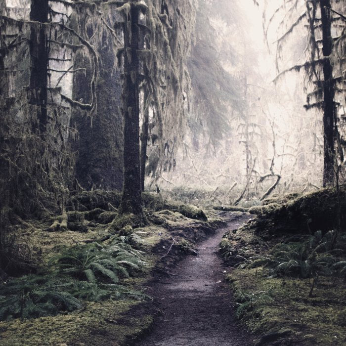 Magical Washington Rainforest Coffee Mug Gallery Image 2