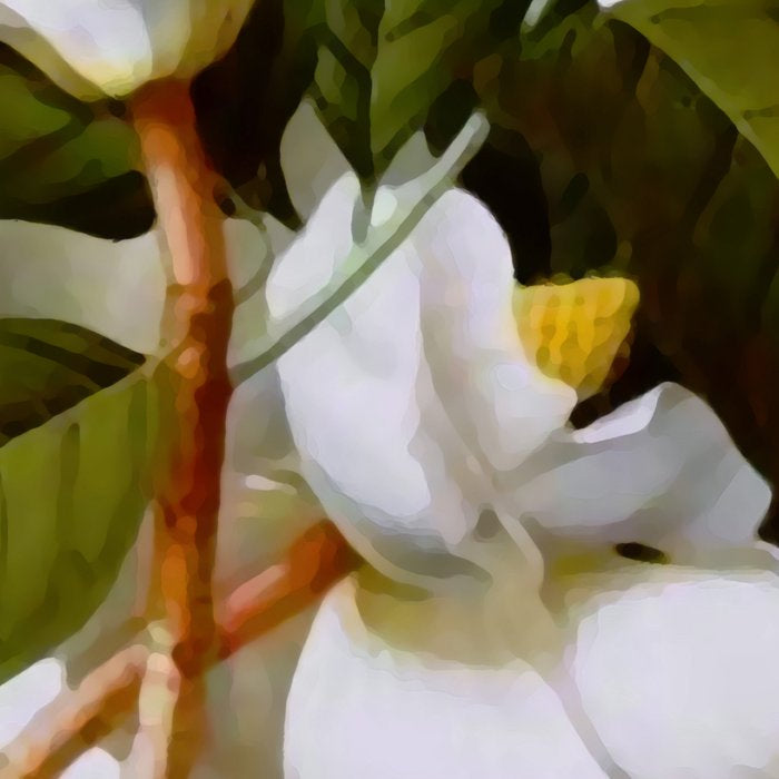 Vintage Botanical White Magnolia Flower Art Coffee Mug Gallery Image 2
