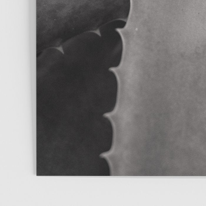 Serrated - Modern Black and White Botanical Poster Gallery Image 3