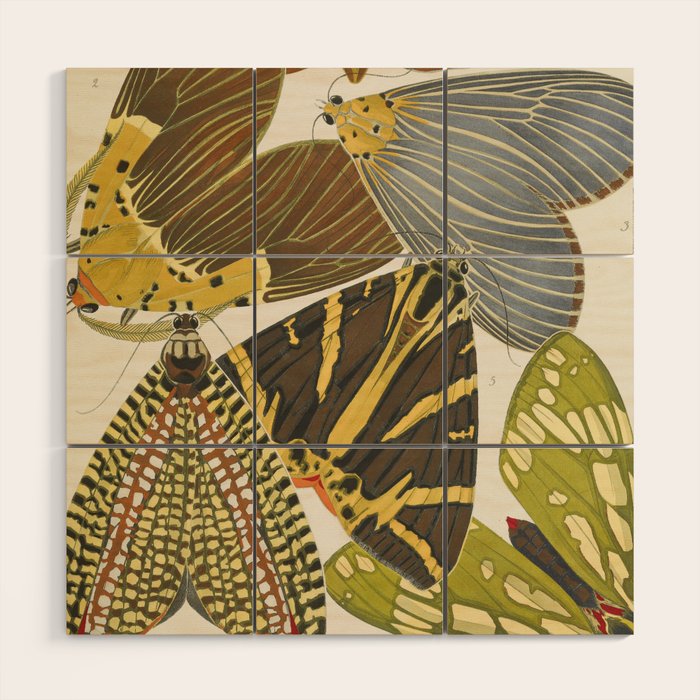 Moth Print by E.A. Seguy, 1925 #5 Wood Wall Art Gallery Image 1