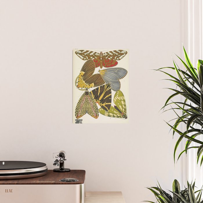 Moth Print by E.A. Seguy, 1925 #5 Poster Gallery Image 2