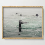 Whale Tail - ocean humpback whale photograph Serving Tray Gallery Image 1