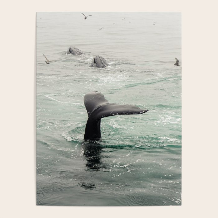 Whale Tail - ocean humpback whale photograph Poster Gallery Image 4
