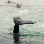 Whale Tail - ocean humpback whale photograph Coffee Mug Gallery Image 2